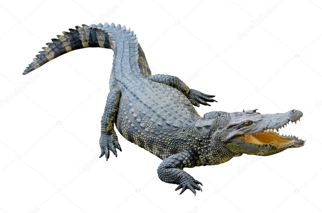 47 026 Crocodile Stock Photos Images Download Crocodile Pictures On Depositphotos 47 026 Crocodile Stock Photos Images Download Crocodile Pictures On Depositphotos