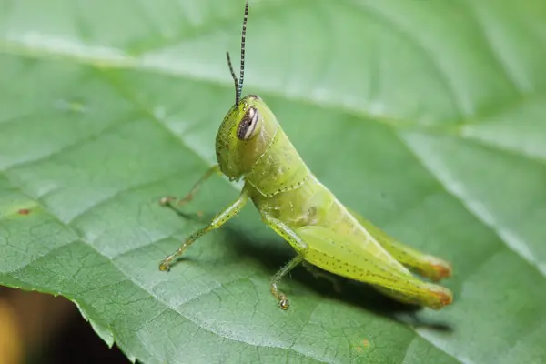 Grasshopper — Stock Photo, Image