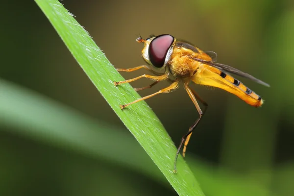 Pszczoła mucha owad — Zdjęcie stockowe