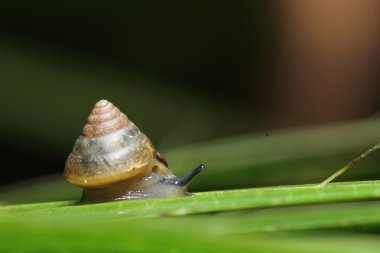 yavaş hareket kapatmak