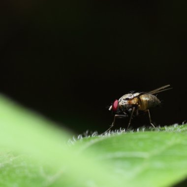 Fly bee insect