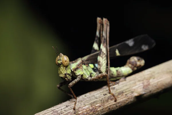 Grasshopper — Stock Photo, Image