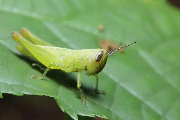 메뚜기 — 스톡 사진