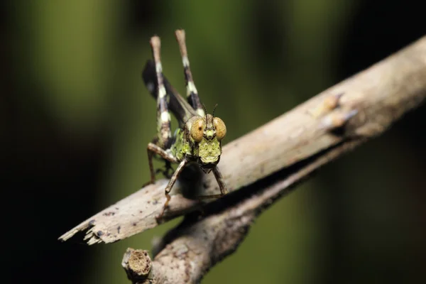 Belalang — Stok Foto