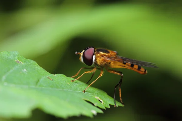 Mouche insecte abeille — Photo