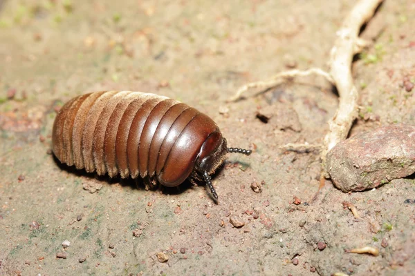 Close up Pill-bug — Stock Photo, Image