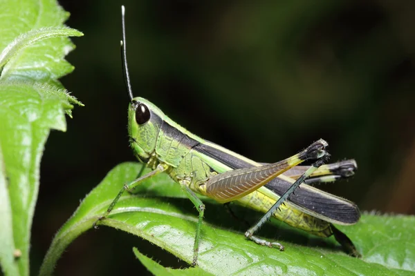 Grasshopper — Stock Photo, Image