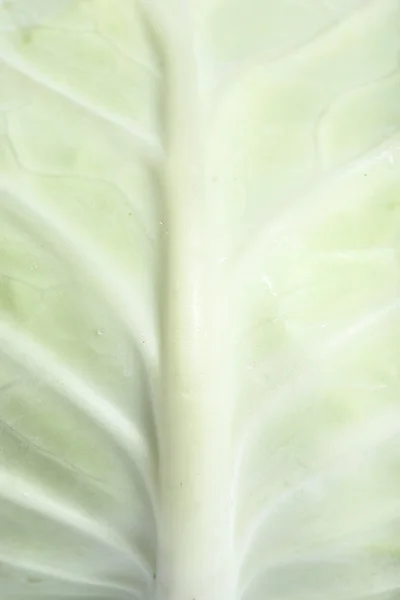 Close up Green cabbage — Stock Photo, Image