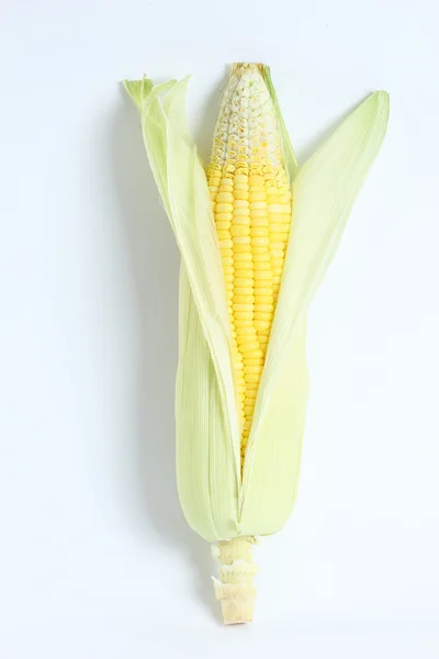 Corn — Stock Photo, Image