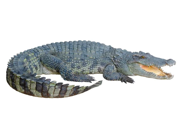 Crocodile looking something — Stock Photo, Image