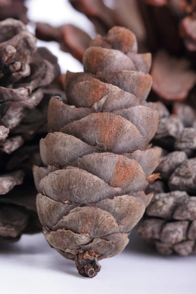 Close up pine cone — Stock Photo, Image