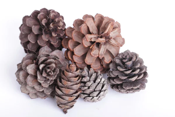 Close up pine cone Stock Image