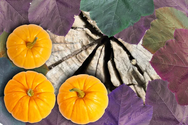 Pumpkin on the white background — Stock Photo, Image
