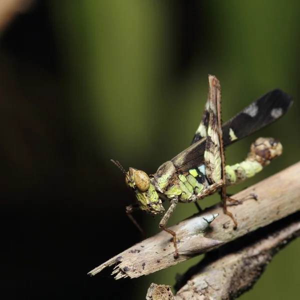 Grasshopper living on the leaf — Stock Photo, Image
