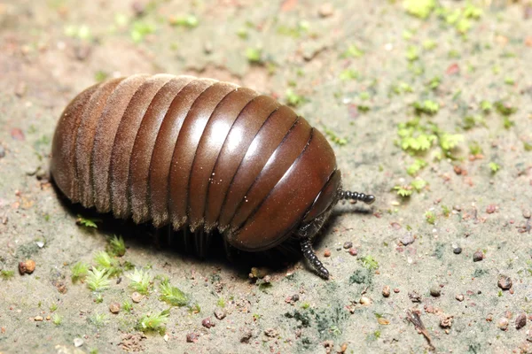 Close up Pill-bug — Stock Photo, Image