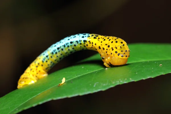 Lagarta azul e amarela — Fotografia de Stock