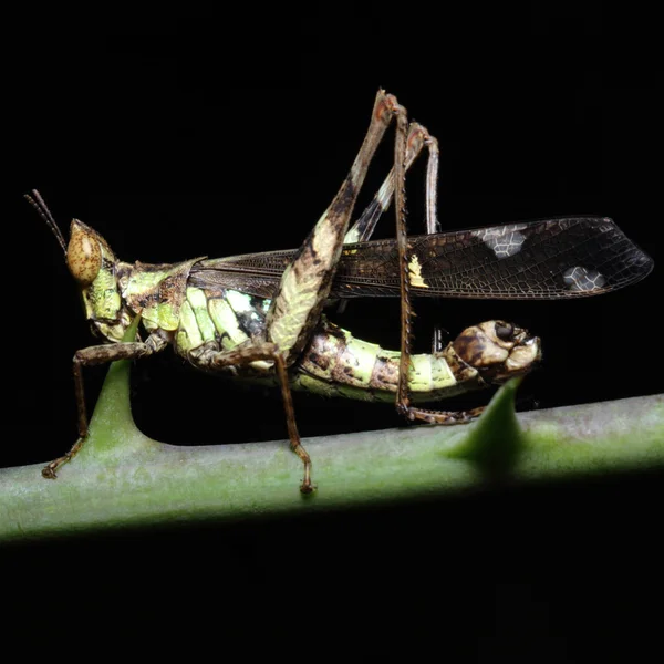 Grasshopper vivendo — Fotografia de Stock