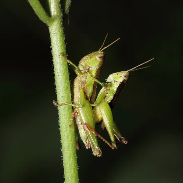 Grasshopper matching — Stock Photo, Image