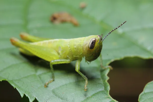 Grasshopper vivendo — Fotografia de Stock