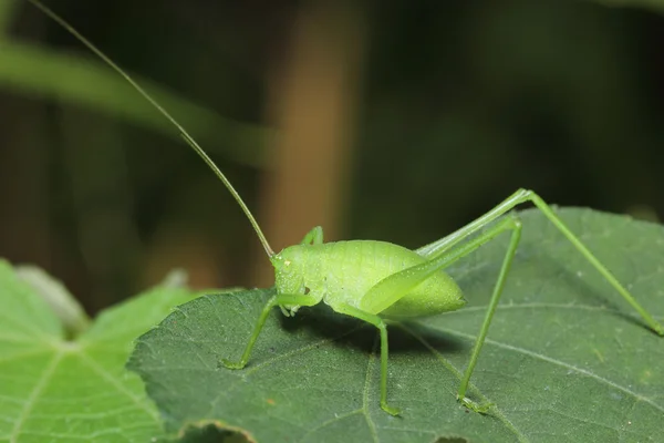 Grasshopper vivendo — Fotografia de Stock