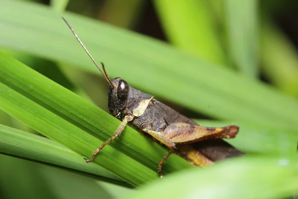 Grasshopper living — Stock Photo, Image