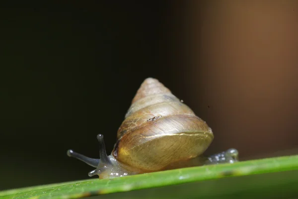 Close up slow moving — Stock Photo, Image