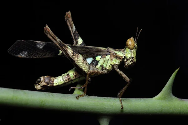 Grasshopper vivendo — Fotografia de Stock