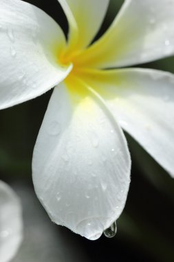 Frangipani çiçek