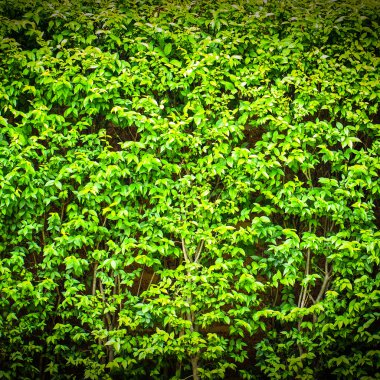 wrightia bileğinde benth.