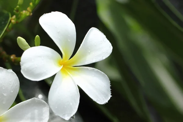 Flor de Frangipani — Fotografia de Stock