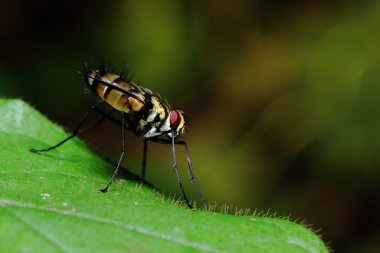 Fly bee insect