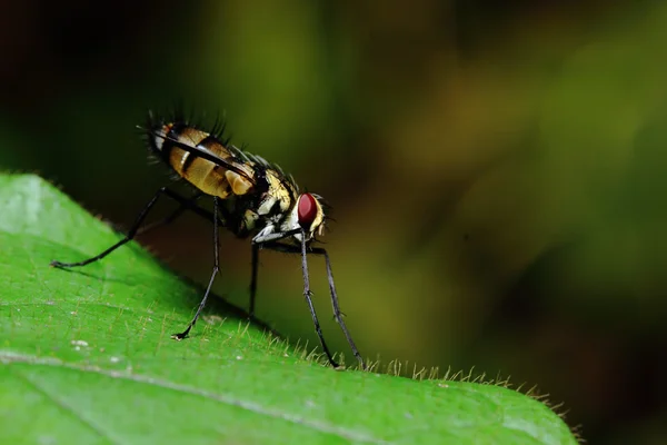 Mosca insecto de abeja — Foto de Stock