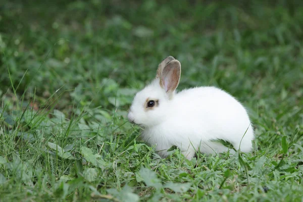 Lovely rabbits — Stock Photo, Image