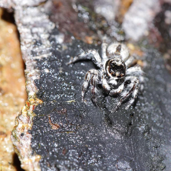 Close up spider live on the tree — Stock Photo, Image