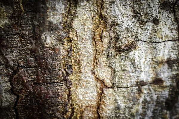 Закрыть абстрактный лес — стоковое фото