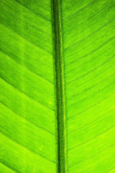 Macro detail leaf — Stock Photo, Image