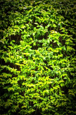 wrightia bileğinde benth.