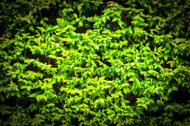 wrightia bileğinde benth.