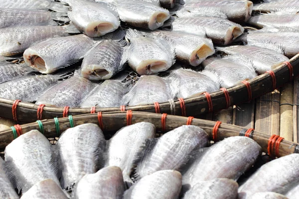 Snakeskin gourami fish drying in the outside — Stock Photo, Image