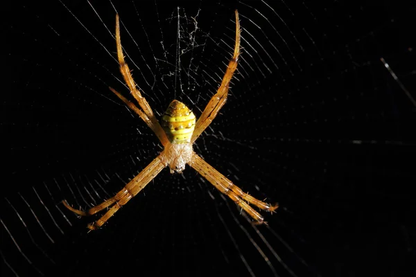 White spider — Stock Photo, Image