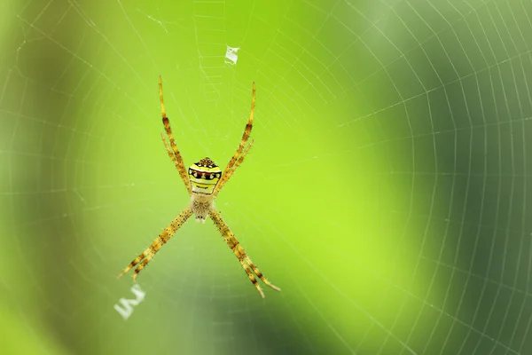흰 거미 — 스톡 사진