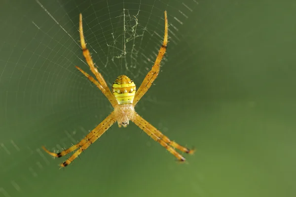 Weiße Spinne — Stockfoto