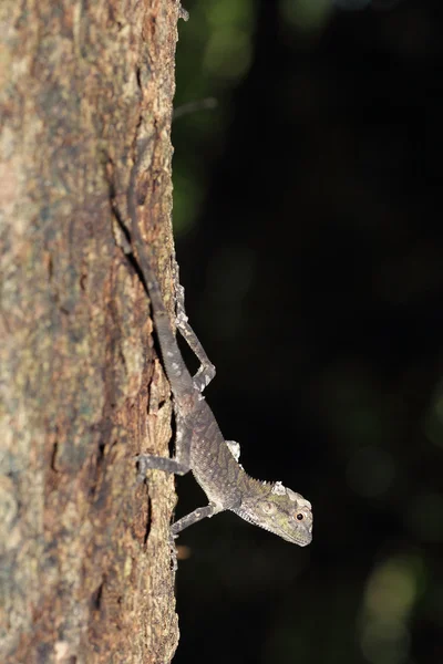 Iguana na selva — Fotografia de Stock
