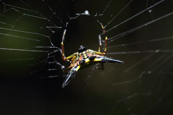 White spider — Stock Photo, Image