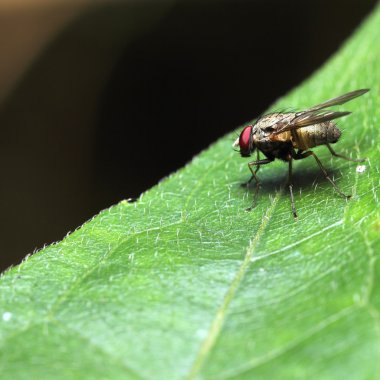 Fly bee insect