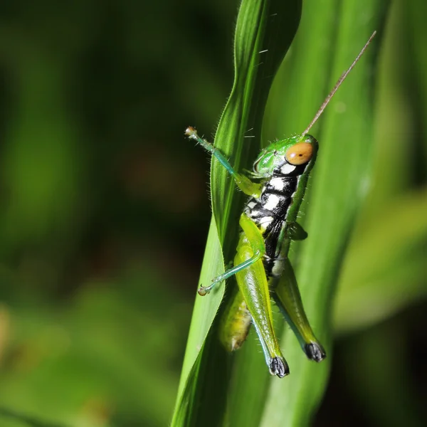 Grasshopper living on the leaf — Stock Photo, Image