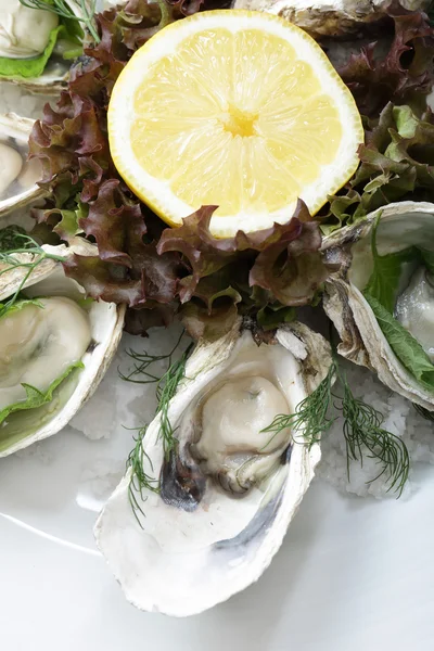 Verse oesters — Stockfoto