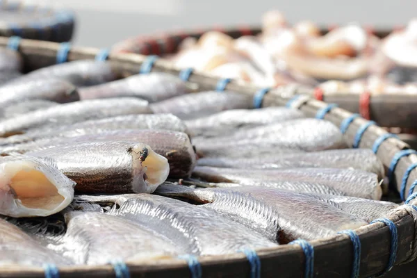 Snakeskin gourami fish drying in the outside — Stock Photo, Image