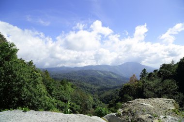 ліс туман в Національний парк