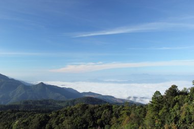 ліс туман в Національний парк